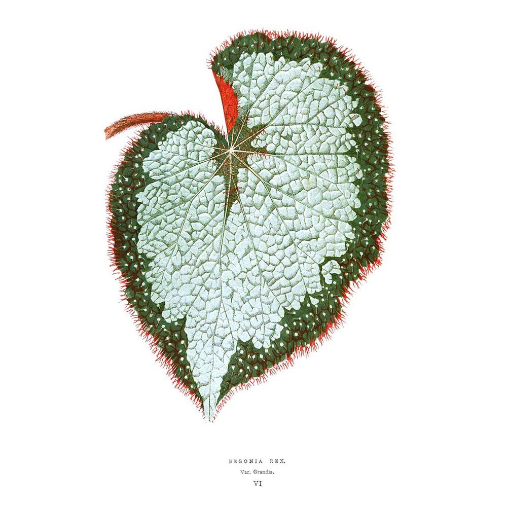 Wee Blue Coo Leaf Begonia Rex Var Grandis Art Print Poster Wall Decor 12X16 Inch