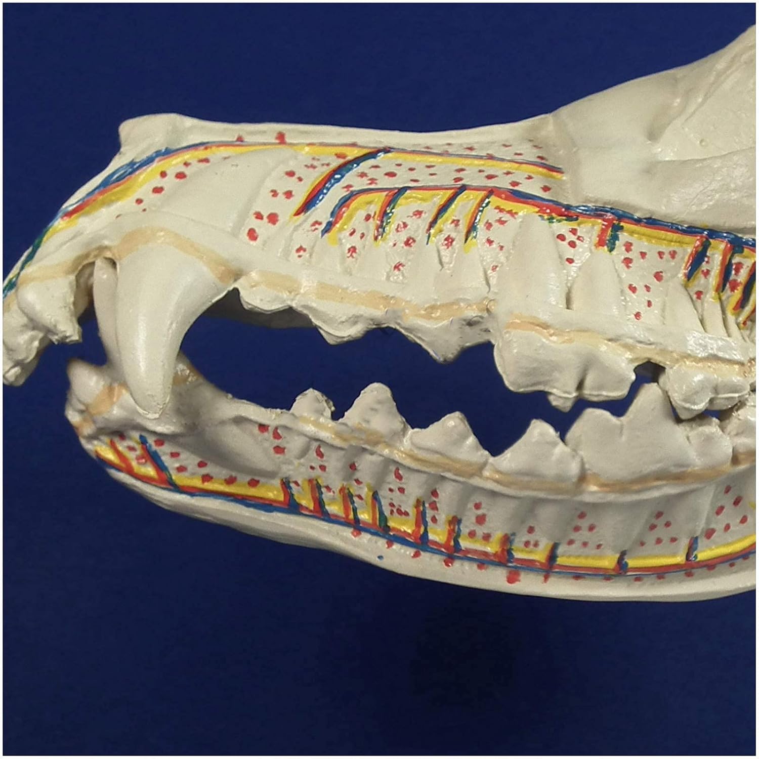M*A様 イヌ 犬 頭骨 頭蓋骨 骨格標本 C
