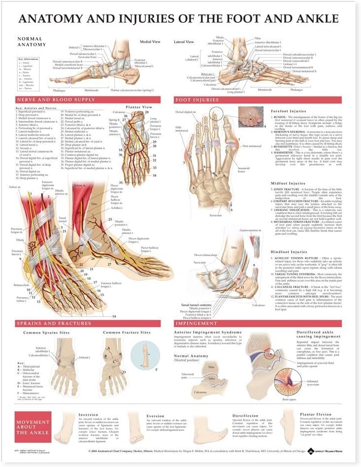 Anatomy And Injuries Of The Foot And Ankle: (unmounted)