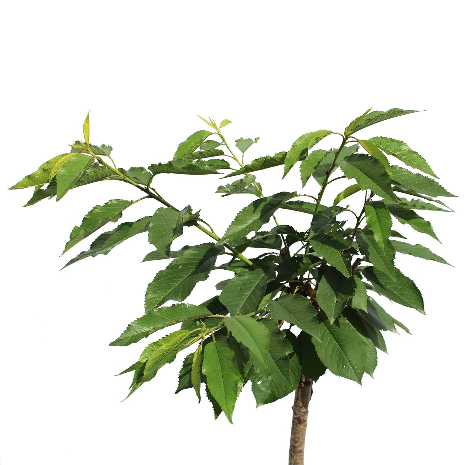 KENTIS - Pianta di Ciliegio Garden Bing Nano - Prunus Avium - Piante Vere da Esterno - Piccolo Alberello da Frutto per Giardino Ciliegia - Vaso da Coltura Ø 24 cm