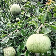 Bhumi Enterprise Dwarf Thorn Less Thai Bel Tree (GRAFTED) Bilva Patra leaves belpatra Aegle Marmelos Live Plant Produce Big Size Fruit within 2 years height 1-2ft