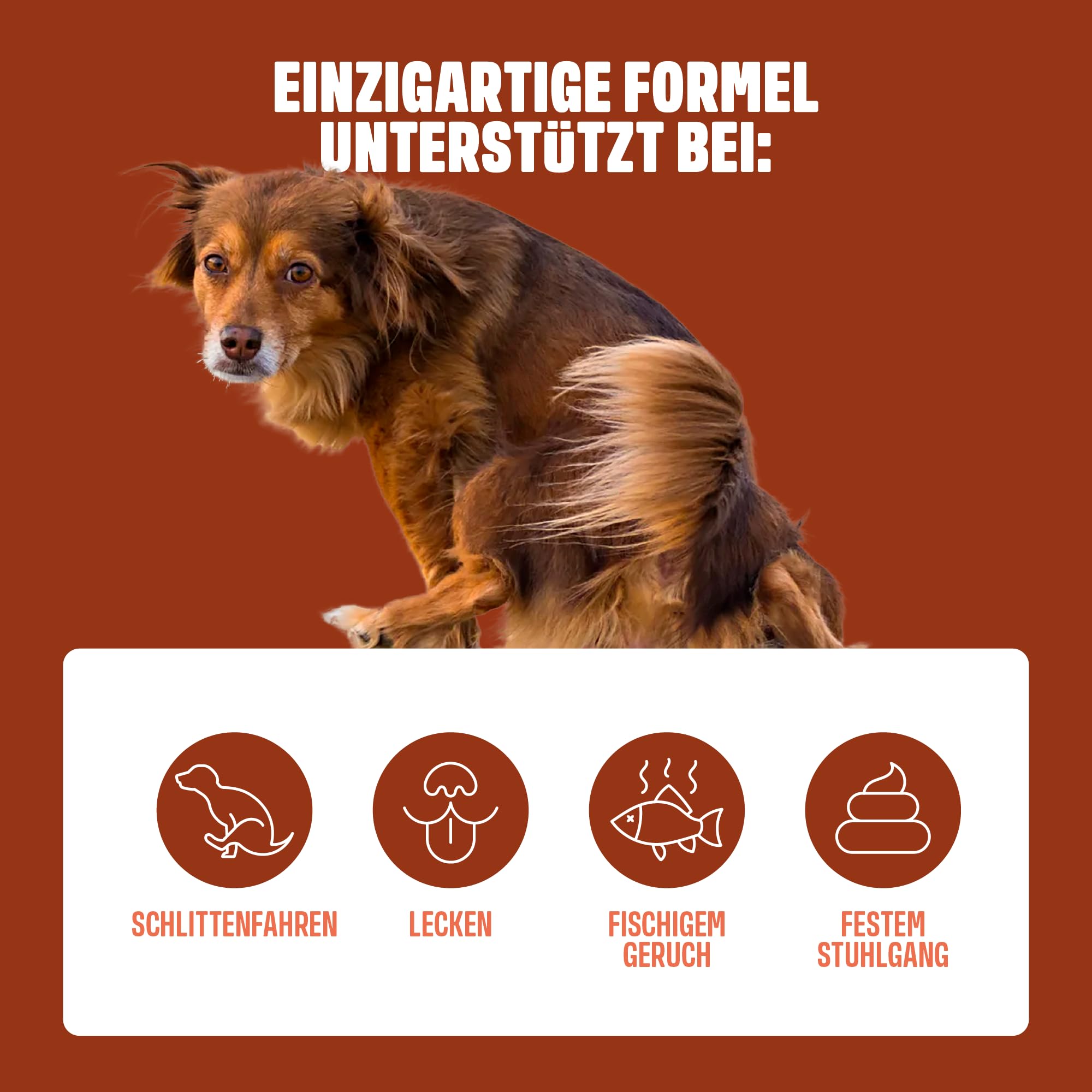 ivvi Anal Gland -Snacks zur Unterstützung der Analdrüsen bei Hunden. Kürbisfleisch Ballaststoffe, Flohsamenschalen, Leinsamen, Löwenzahn, Brennessel & Präbiotika. 60 Verdauung Snacks mit Erdnussbutter