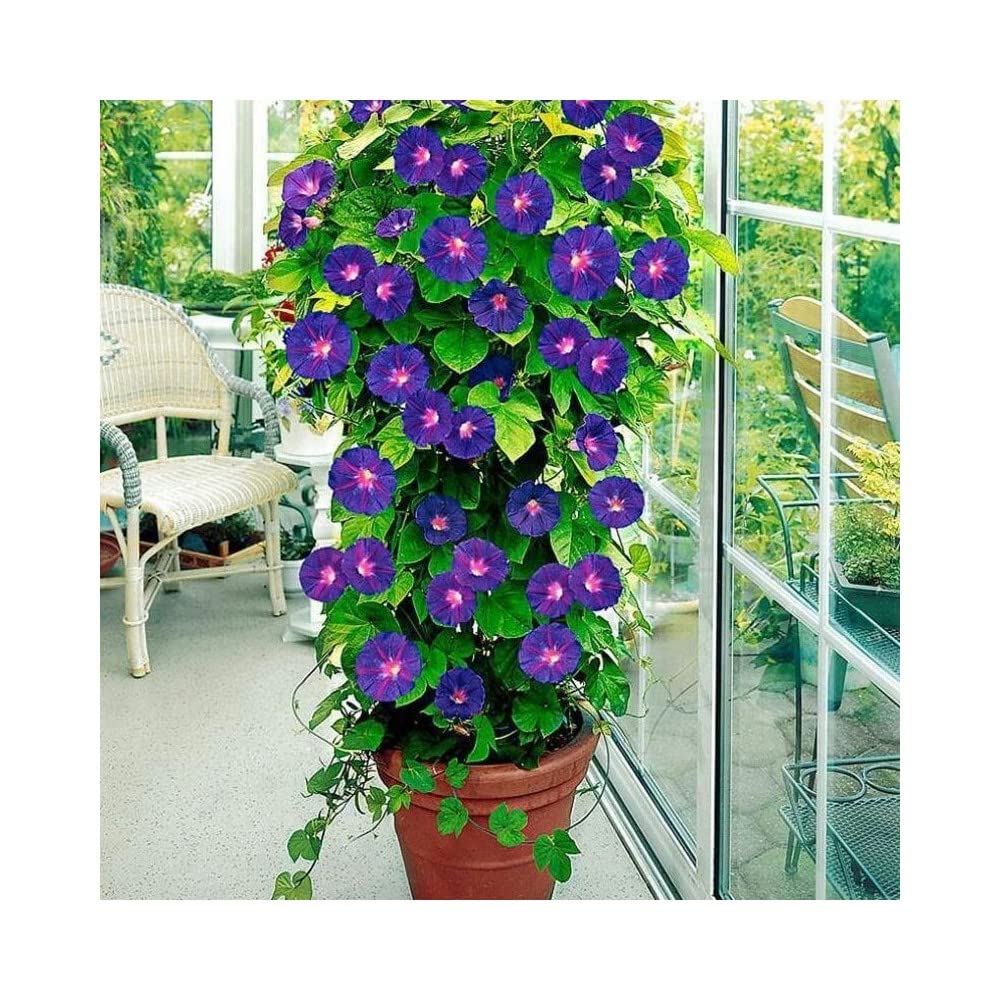 MORNING GLORY FLOWER SEEDS FOR HOME GARDENING PACK OF 2 SEEDS ABOVE OUTDOOR PLANT SEEDS \ (B0BV6WYM8N) Amazon Price History, Amazon Price Tracker