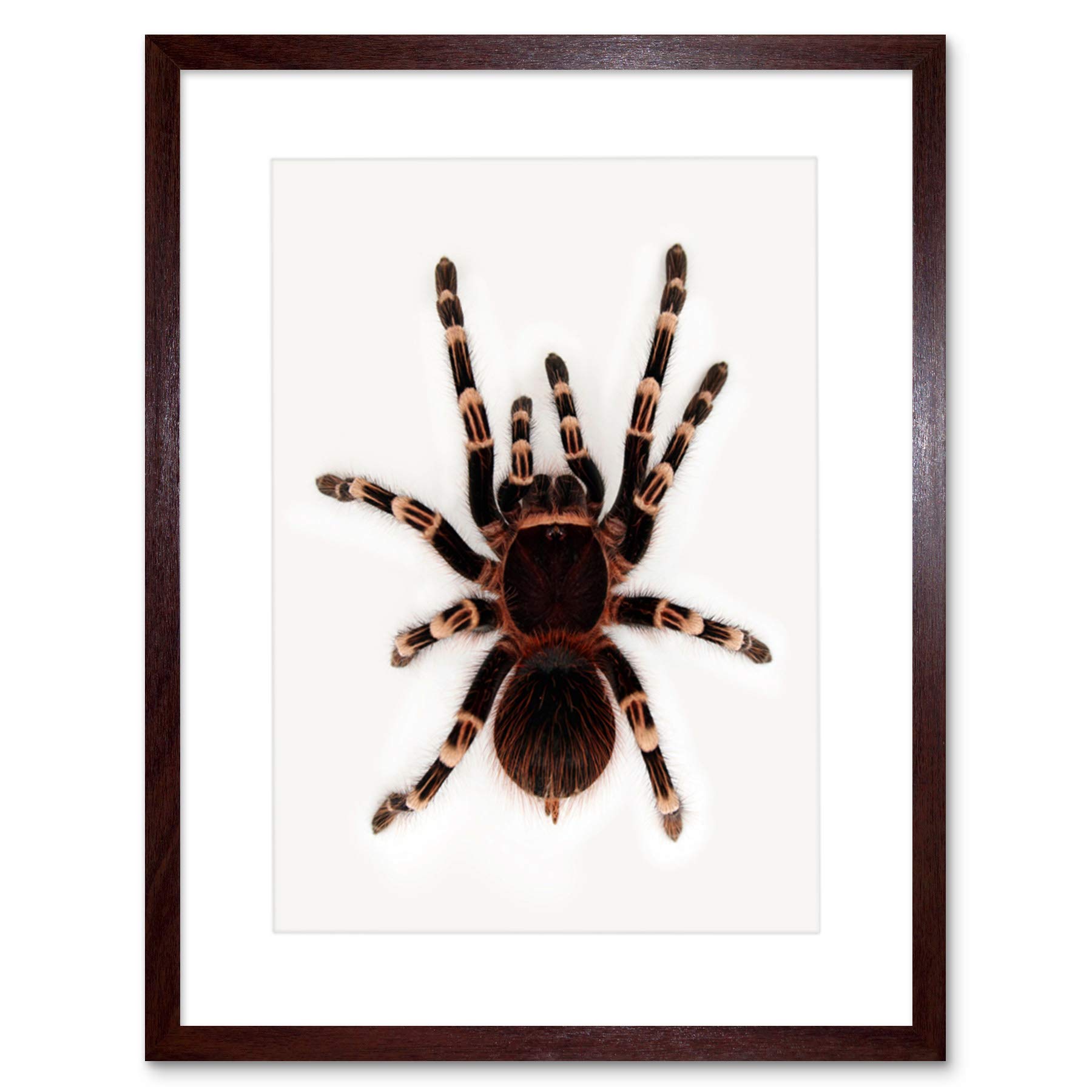 Wee Blue Coo Redknee Tarantula Spider Arachnid Art Picture Framed Wall Art Print