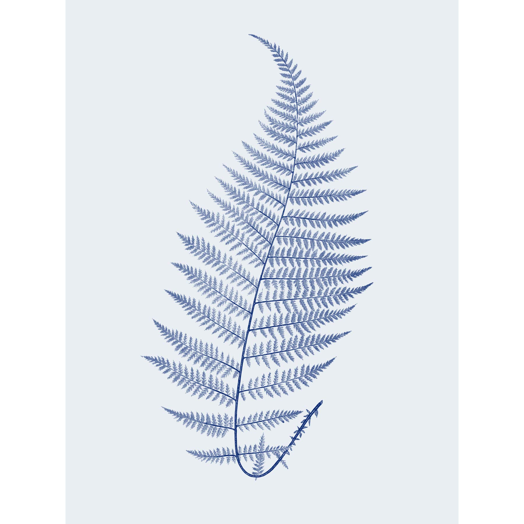 Wee Blue Coo Botanics Cobalt Fern Alpestre Art Print Poster Wall Decor