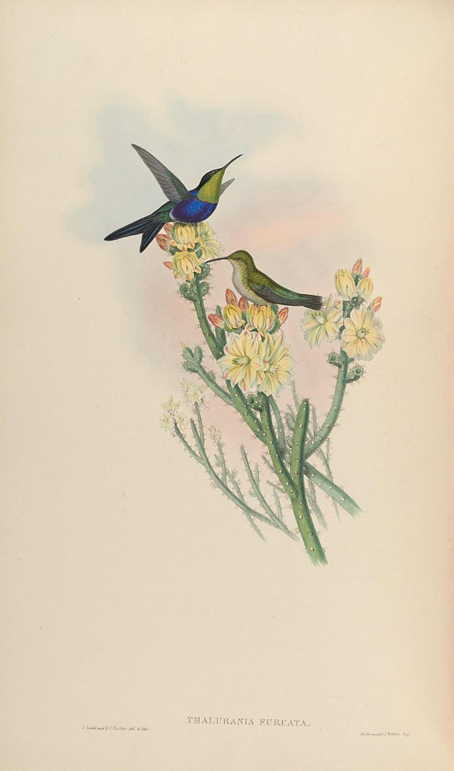 POSTERIIk Famous Modern Artwork Art Mural Animal Bird Thalurania Furcata by John Gould Oil Paintings Pictures for Home Decor 60x90cm
