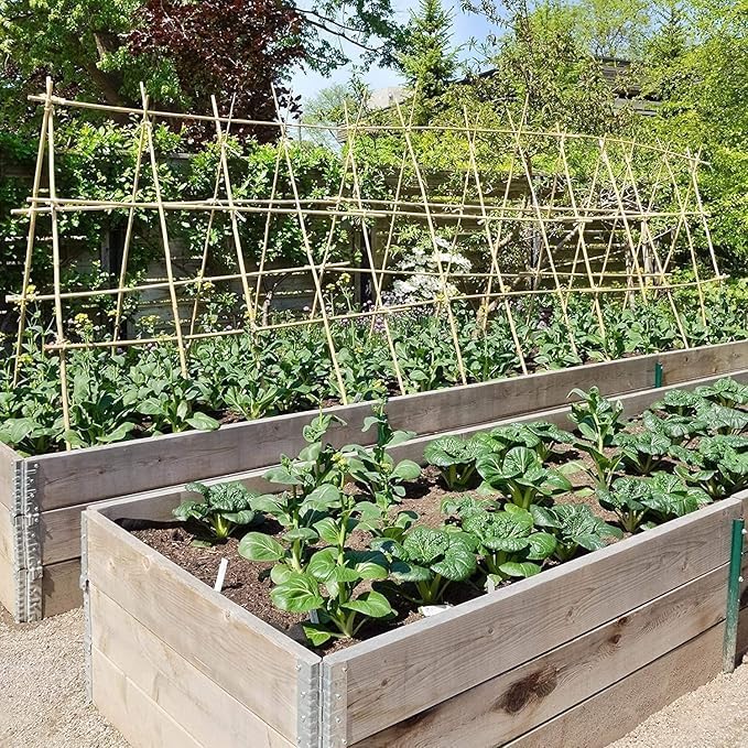 Bamboestokken Kopen Bij Tuinplantenwinkel.nl | Tuinplantenwinkel.nl