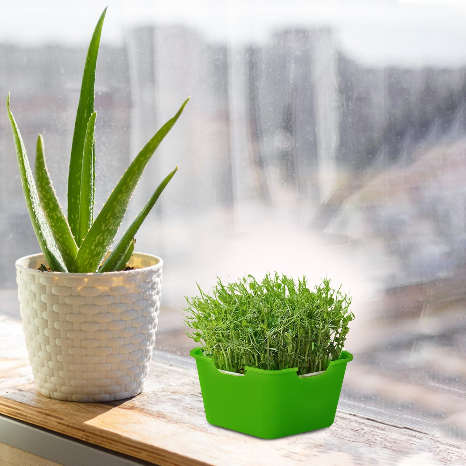 INOOMP 4ensembles Plateau De Germination Réutilisable avec Couvercle Tray De Démarrage pour Semences pour Fleurs Fruits Et Légumes