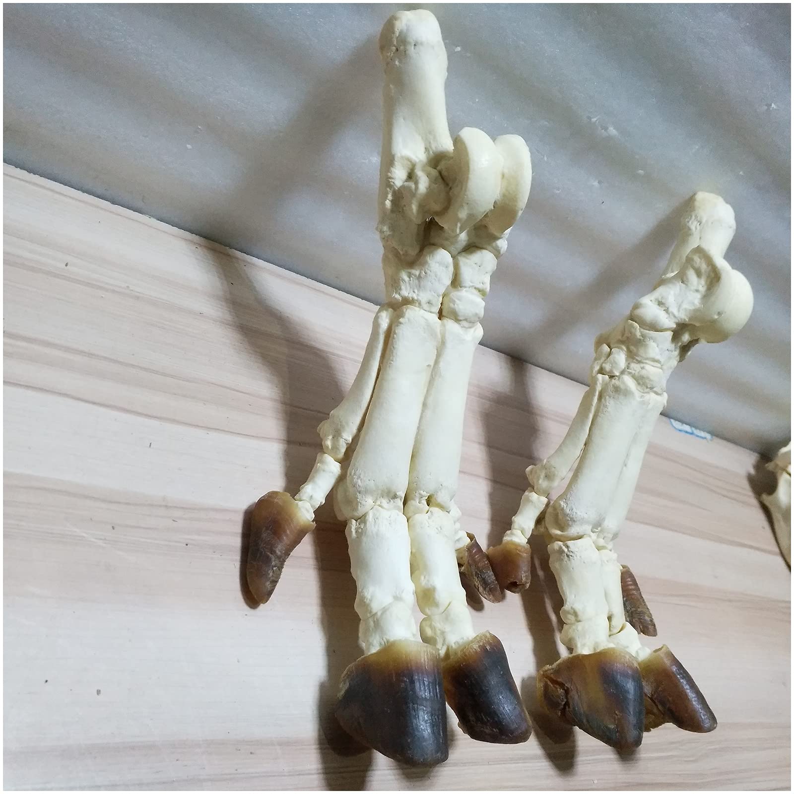 Amazon.co.jp: 豚の骨格モデル - トロッタースケルトン標本