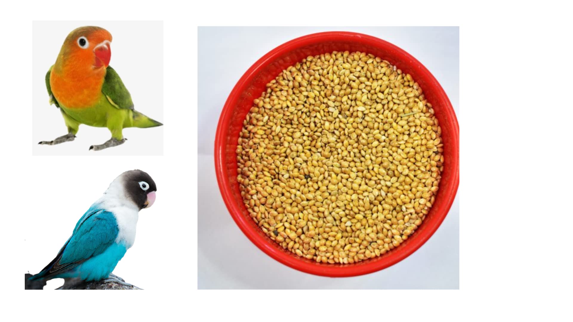 See full amazon price history chart for SANSEFERO Foxtail Millet (Kang) Bird Food | Premium All Life Stage Nutrition for Parakeets, Lovebirds, Parrots, Canary, Finches, Waxbills, Budgies & Cockatiels (500G) SANSEFERO Foxtail Millet (Kang) Bird Food | Premium All Life Stage Nutrition for Parakeets, Lovebirds, Parrots, Canary, Finches, Waxbills, Budgies & Cockatiels (500G) (B0C2KGSSZK) Amazon Price History, Amazon Price Tracker