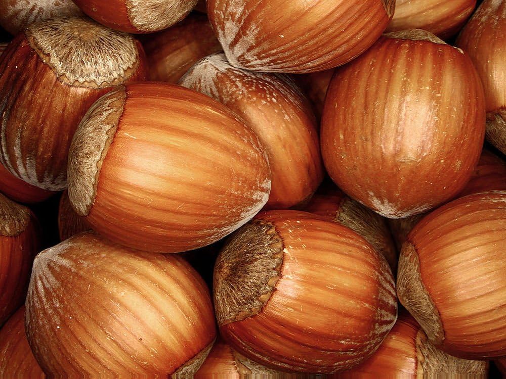 Hazelnut - Corylus Avellana - 10 Seeds - Nut Tree - Hedging - European Filbert