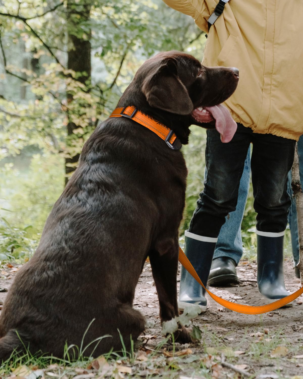 TagME Collare per Cani in Nylon Riflettente, Fibbia Staccabile Durevole, Collari Di Sicurezza Regolabili per Cani Di Taglia Grande, Arancia, Larghezza 2.5 cm
