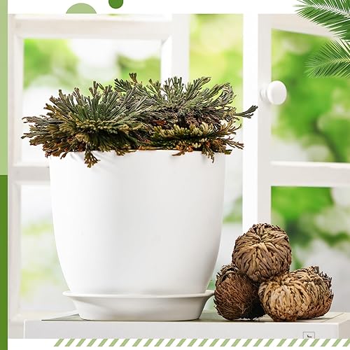 Miniatura 7 de Nuanchu Paquete de 12 plantas de resurrección de Jericó secas Jericó, hierba de resurrección de selaginella, planta de oración de helecho natural