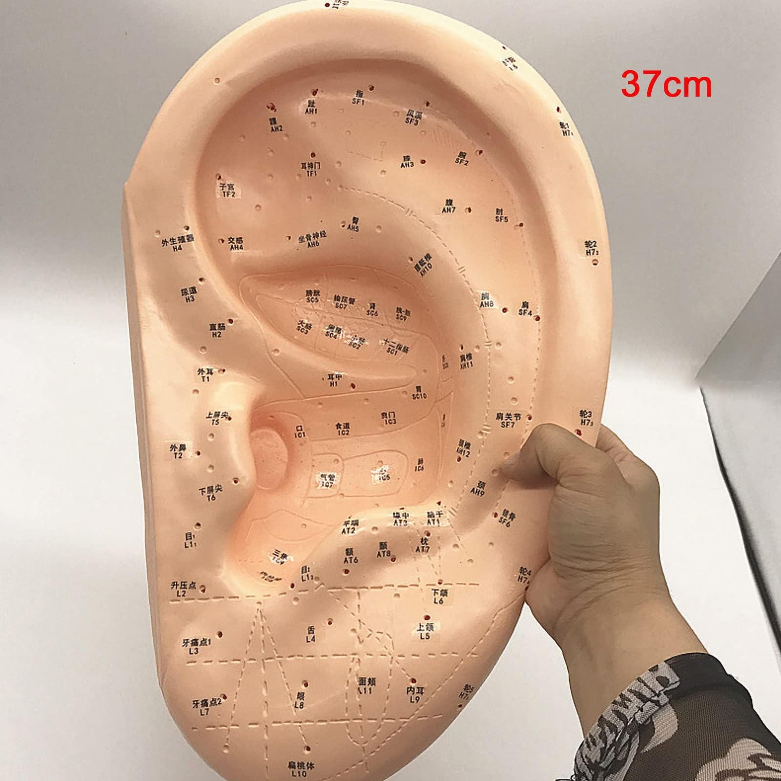 Modello di massaggio auricolare e agopuntura di grandi dimensioni da 40 cm, modello di agopuntura dell'orecchio in PVC per dimostrazione in aula medica, insegnamento della medicina tradizionale cinese