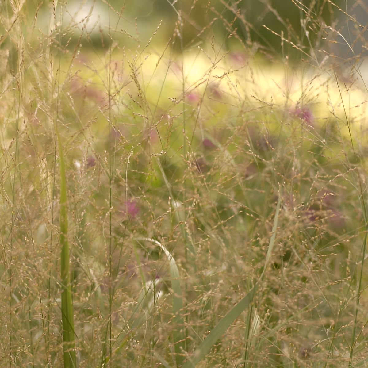 Stauden Gänge 10 x Panicum virgatum 'Thundercloud' Riesen Rutenhirse | Hohes Ziergras für Sonne, Blüte August bis Oktober, mehrjährig, 1 L Topf (11x11 cm)