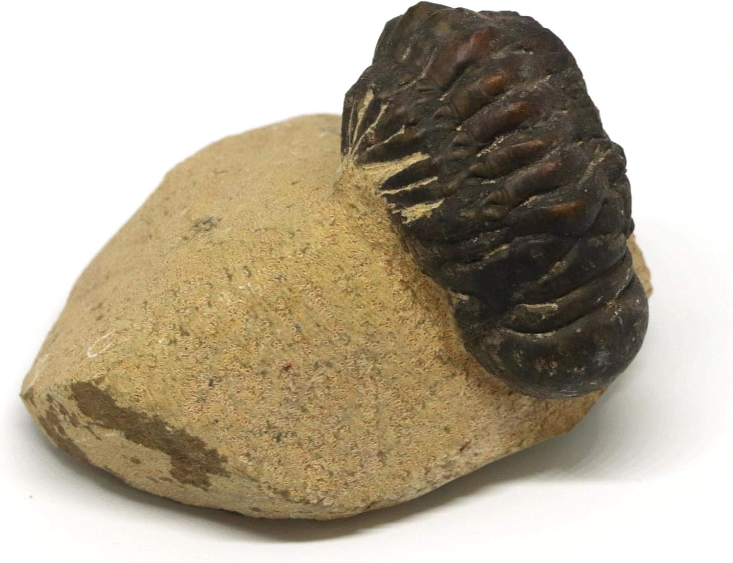 Crotalocephalus Trilobite Fossil 400 Million Years Old #15172 8o