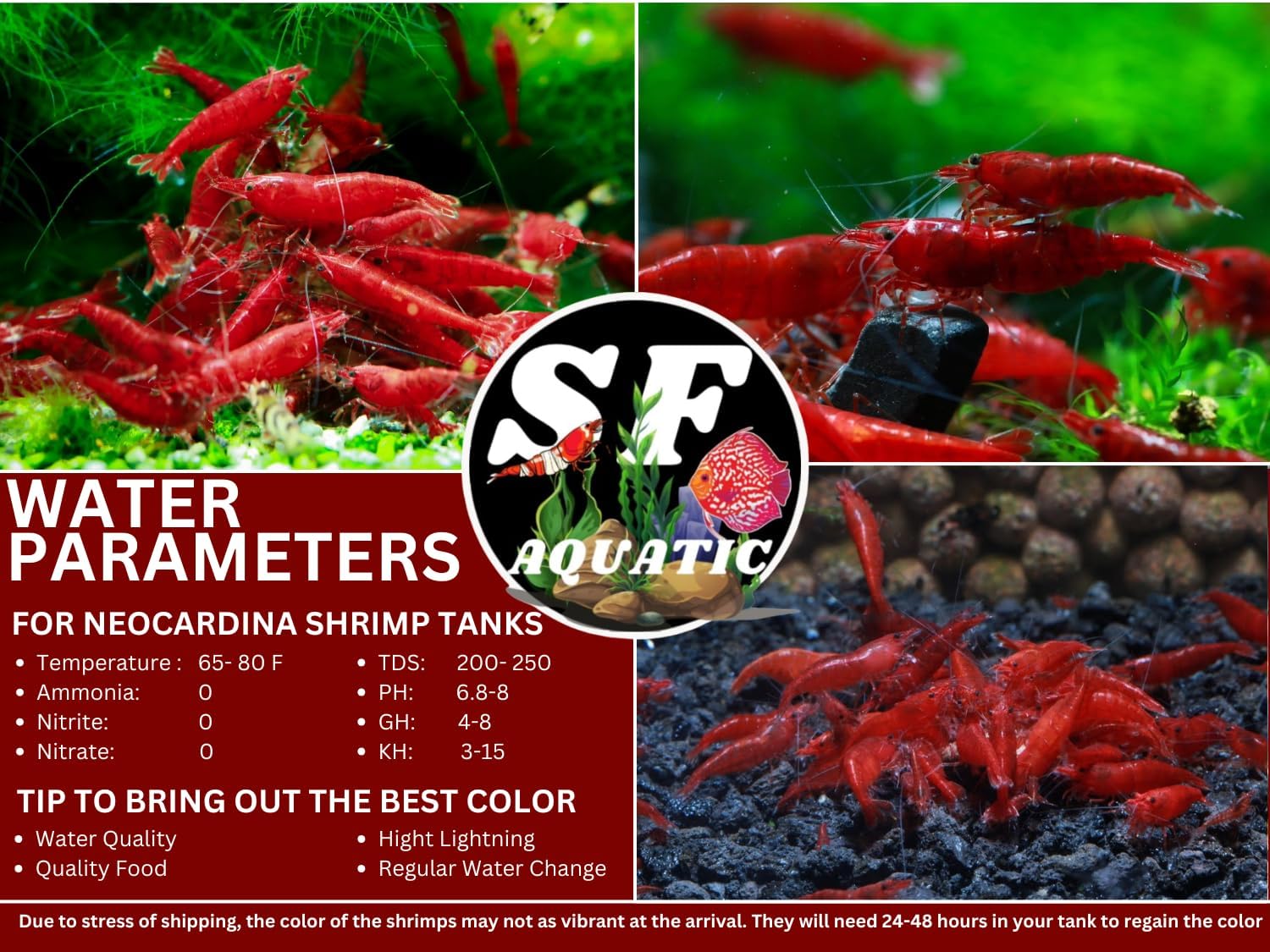 SF Aquatic™ 10 Premium Mix Color Neocaridna Live Freshwater Aquarium Shrimps for Aquarium. Adults Beeding Age. Live Arrival Guarantee.