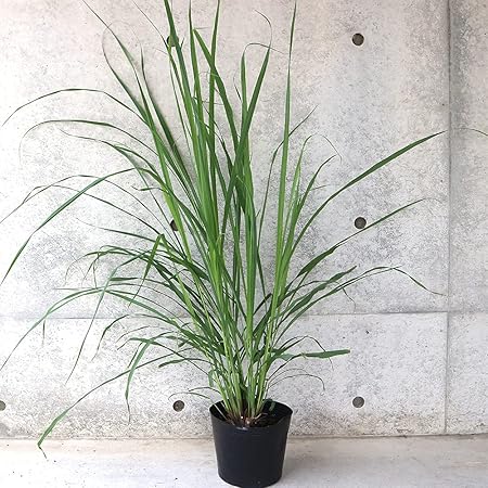 Amazon Co Jp レモングラス9cmﾎﾟｯﾄ苗 3個セット ハーブ苗9cmポット 3個セット 根強いファンが多く葉も茎もレモンの香りがする 多年草ハーブ 品種で選べるハーブ苗 即出荷 Diy 工具 ガーデン