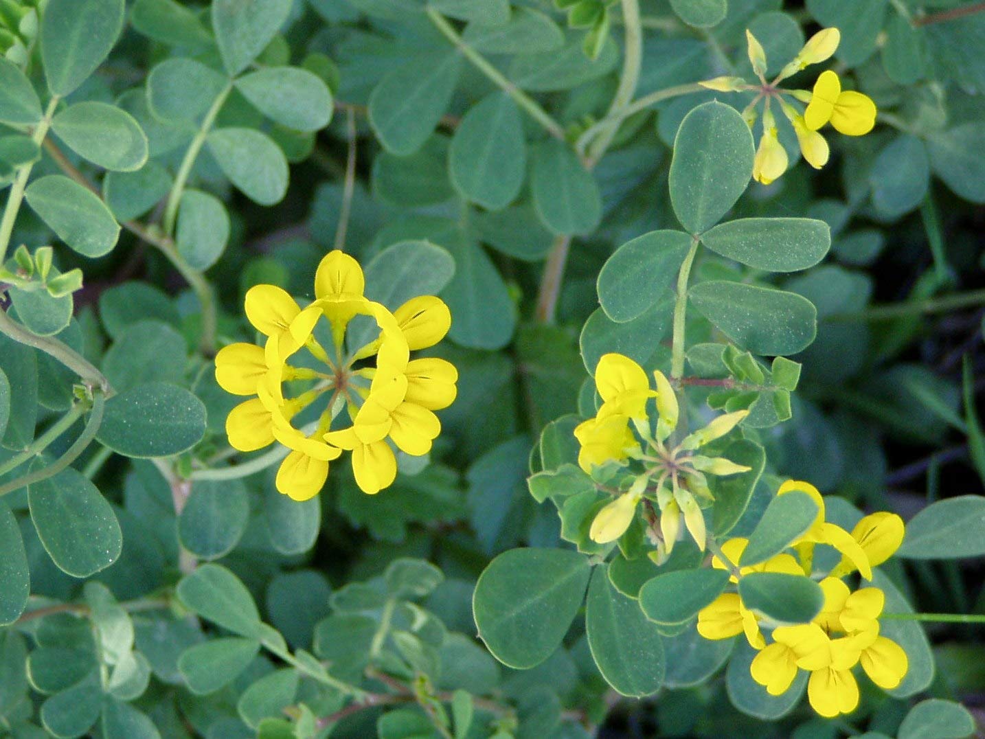 Semillas de Coronilla (Coronilla Valentina Glauca) (100 gr / 10.000 Semillas)
