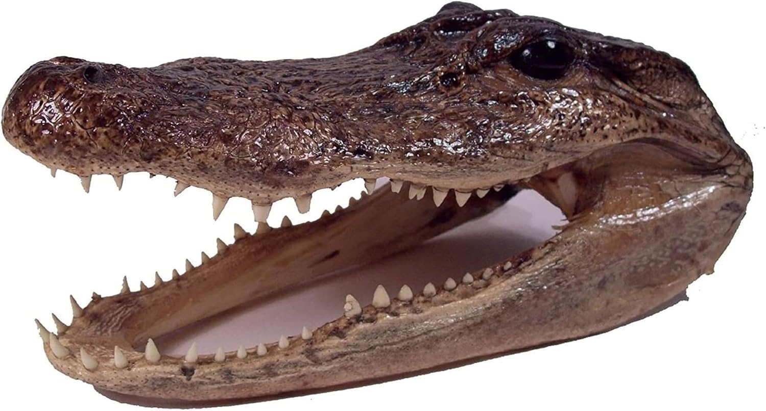 Pen Kit Mall - Taxidermy Medium American Alligator Head (6-7 Inch) Authentic Florida Wildlife Real Animal Reptile Skull