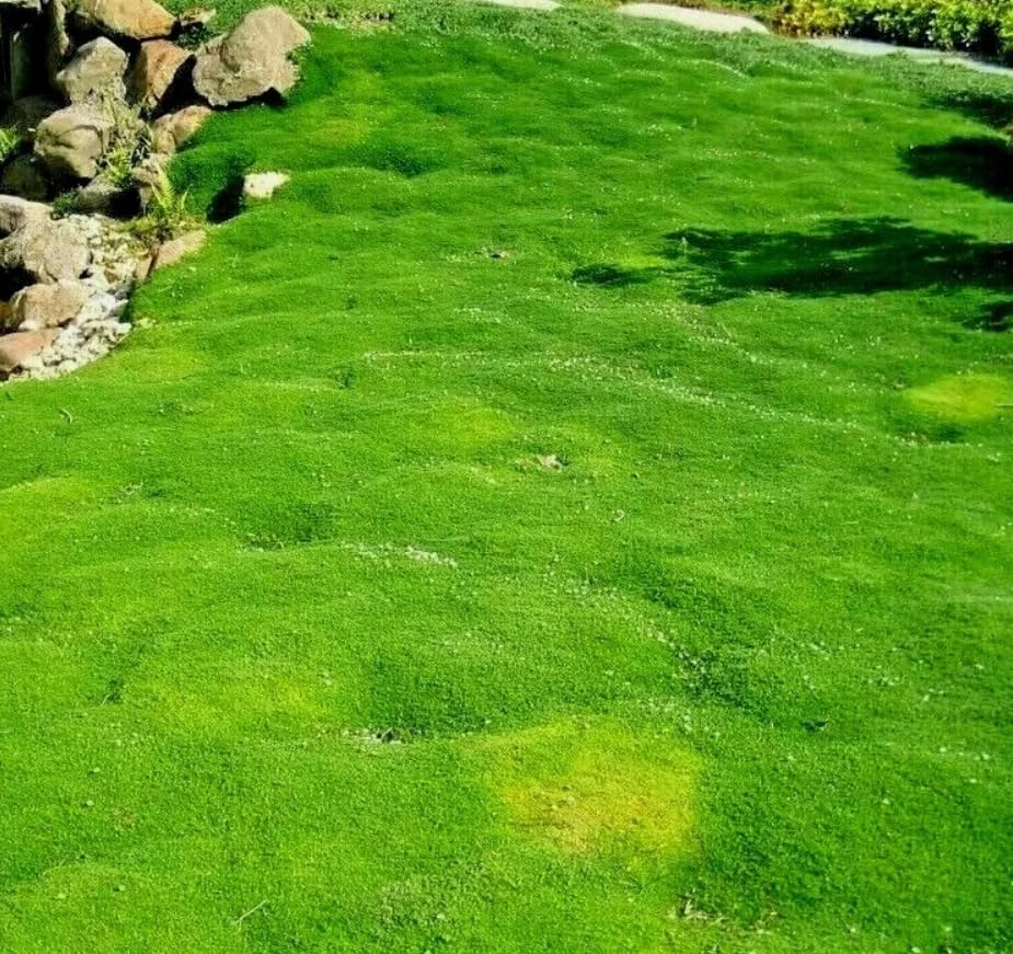1 Pack of 55000 SEEEDS Irish Moss Sagina subulata Puzta