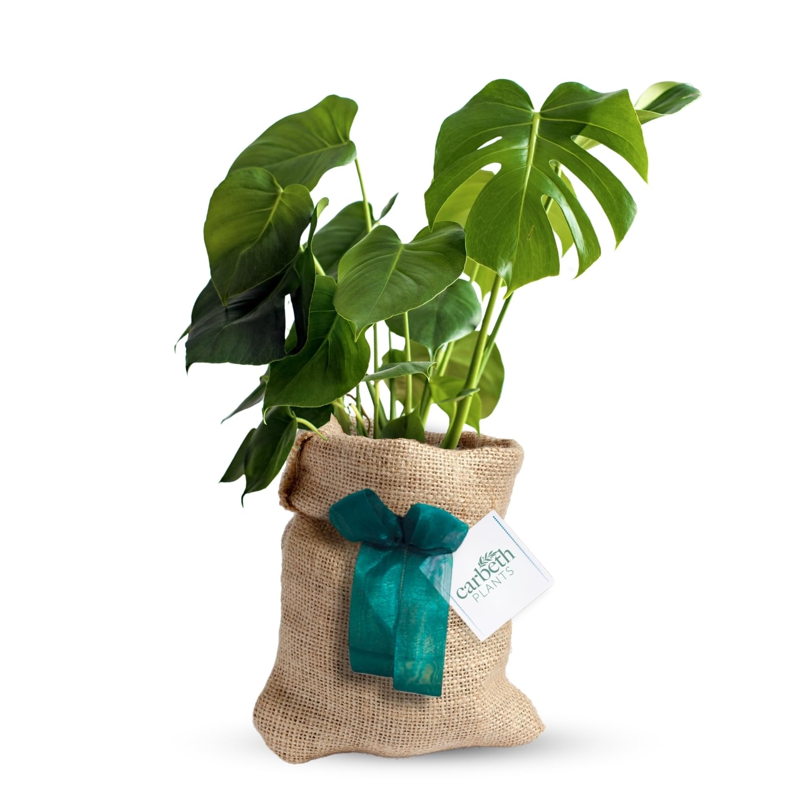 Carbeth Plants Monstera Cheese Plant Gift Wrapped - Personailsed Message - Indoor Plants Present Idea for Women, Friends and Loved Ones - Air Purifying Easy to Care
