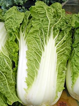 Cabbage Chinese Michihili Heirloom Vegetable By Seed Kingdom Bulk 1 Lb Seeds