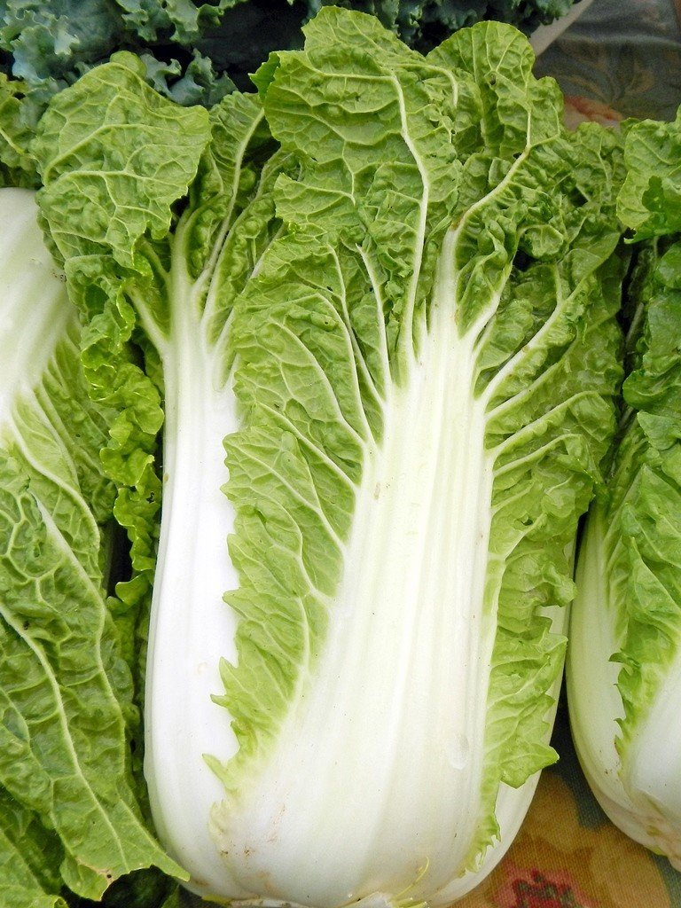 Cabbage Chinese Michihili Heirloom by Seed Kingdom
