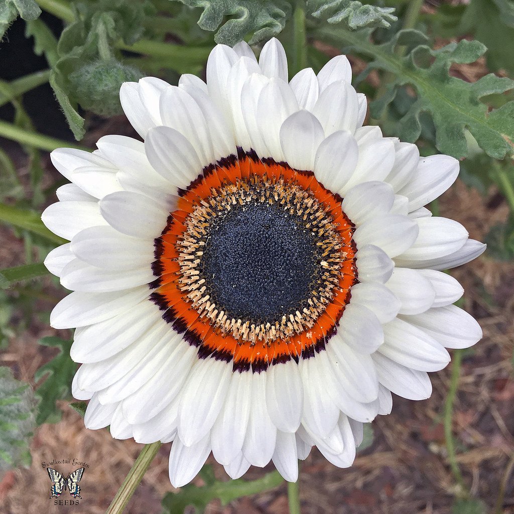 Venidium White Flower Seeds (Pack of 40 Seeds)-image-39