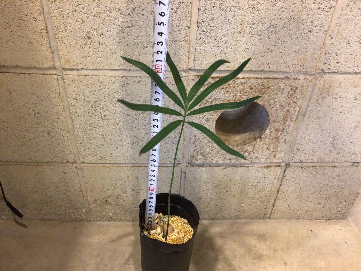 ［現品］【希少】4番　サイカス　クリビコーラ　ルテア　実生　蘇轍　観葉植物　レア 現品］【希少】1番 サイカス クリビコーラ ルテア 実生 蘇轍