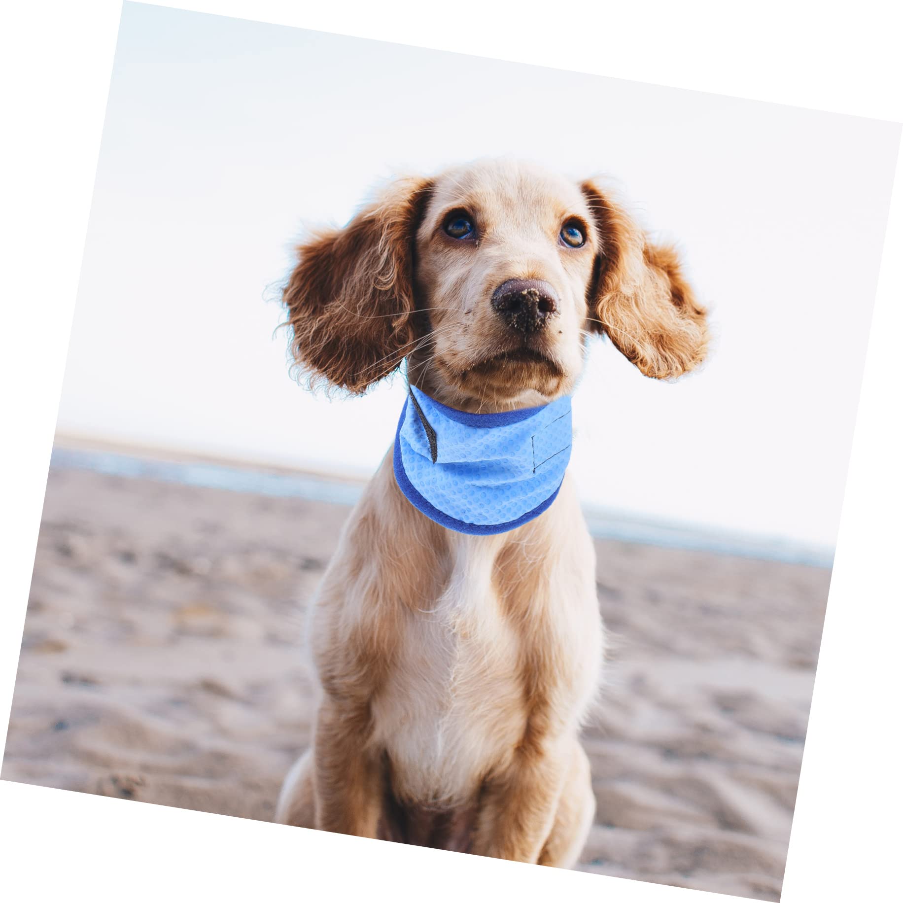 Mipcase 4stücke Pet Cooling Towel Für Hunde Atmungsaktiver Kühl-schal Für Sommeraktivitäten Leicht Und Tragbar Zur Temperaturregulierung Für Kleine Bis Mittelgroße Haustiere Mit