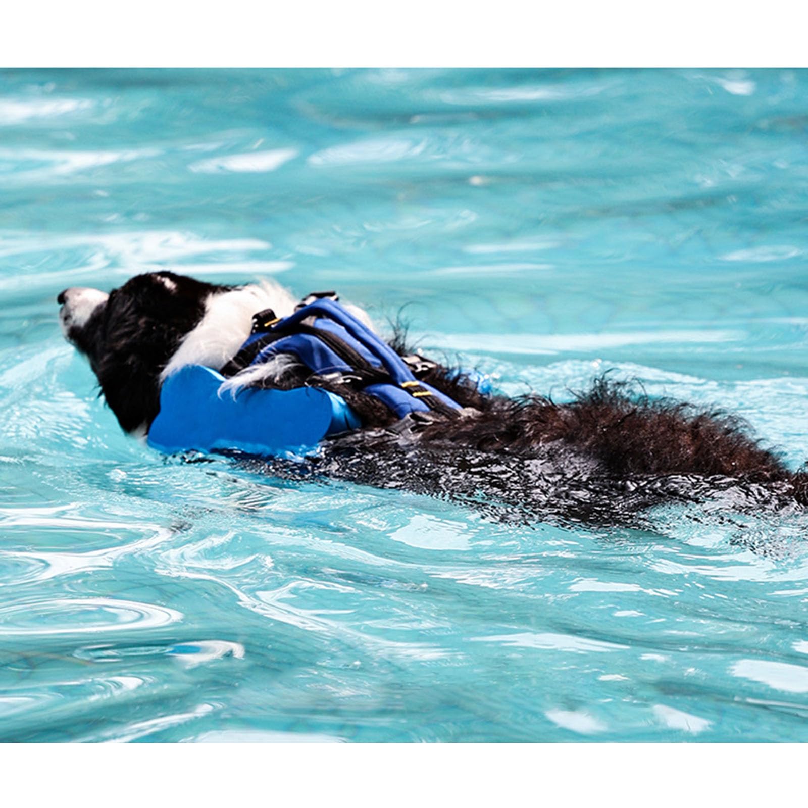 Gilet de sauvetage réglable pour chien avec haute flottabilité, dispositif de flottaison 3 tailles, poignée de sauvetage
