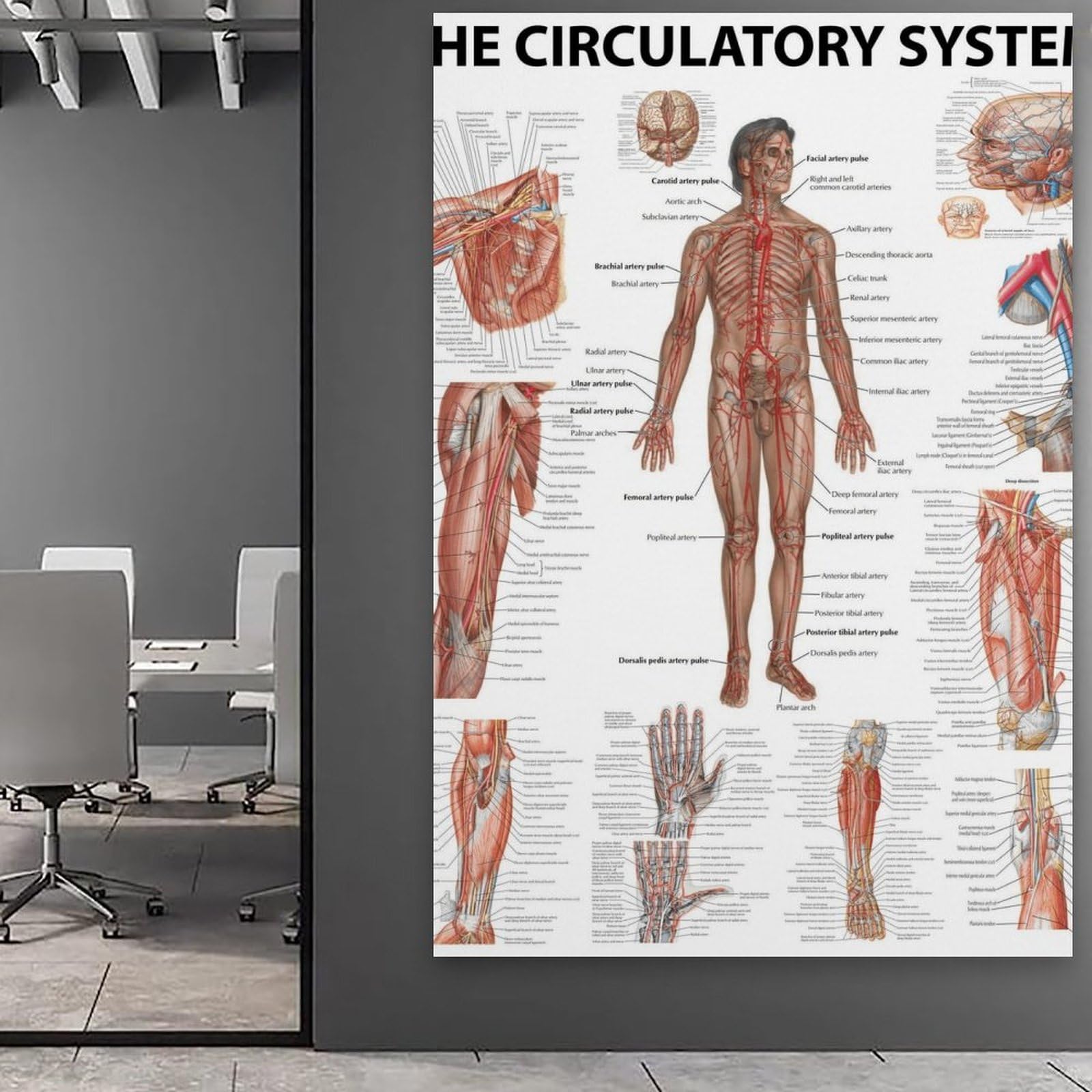 The Human Circulatory System nowoczesne wydruki na płótnie, obrazy dekoracyjne do pokoju chłopca lub dziewczynki, obrazy ścienne do salonu i obrazów z motywami świątecznymi, 30 x 40 cm