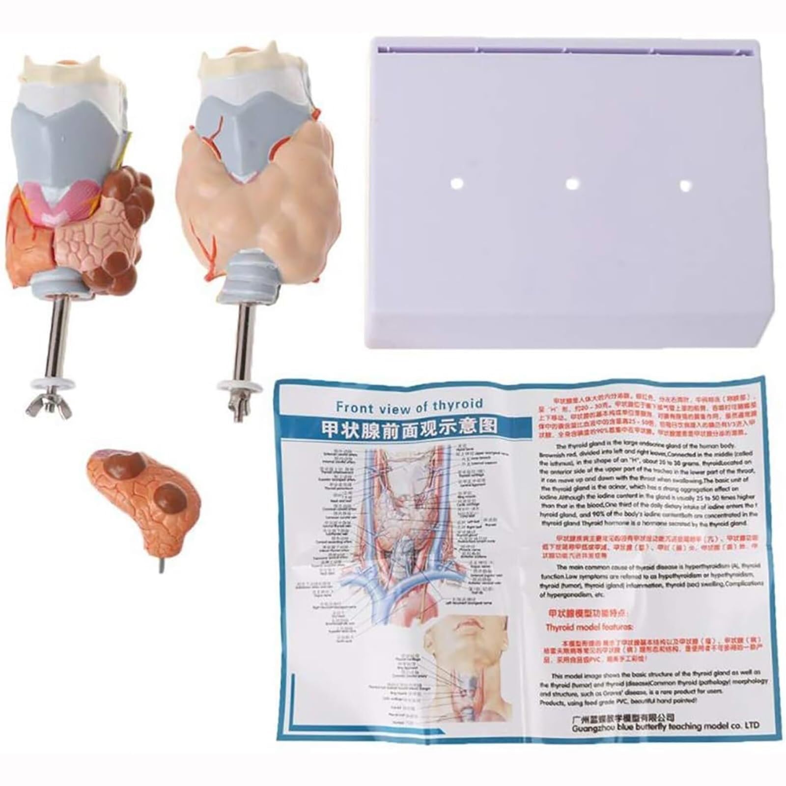 model anatomiczny, Model torbieli guza gardła tarczycy