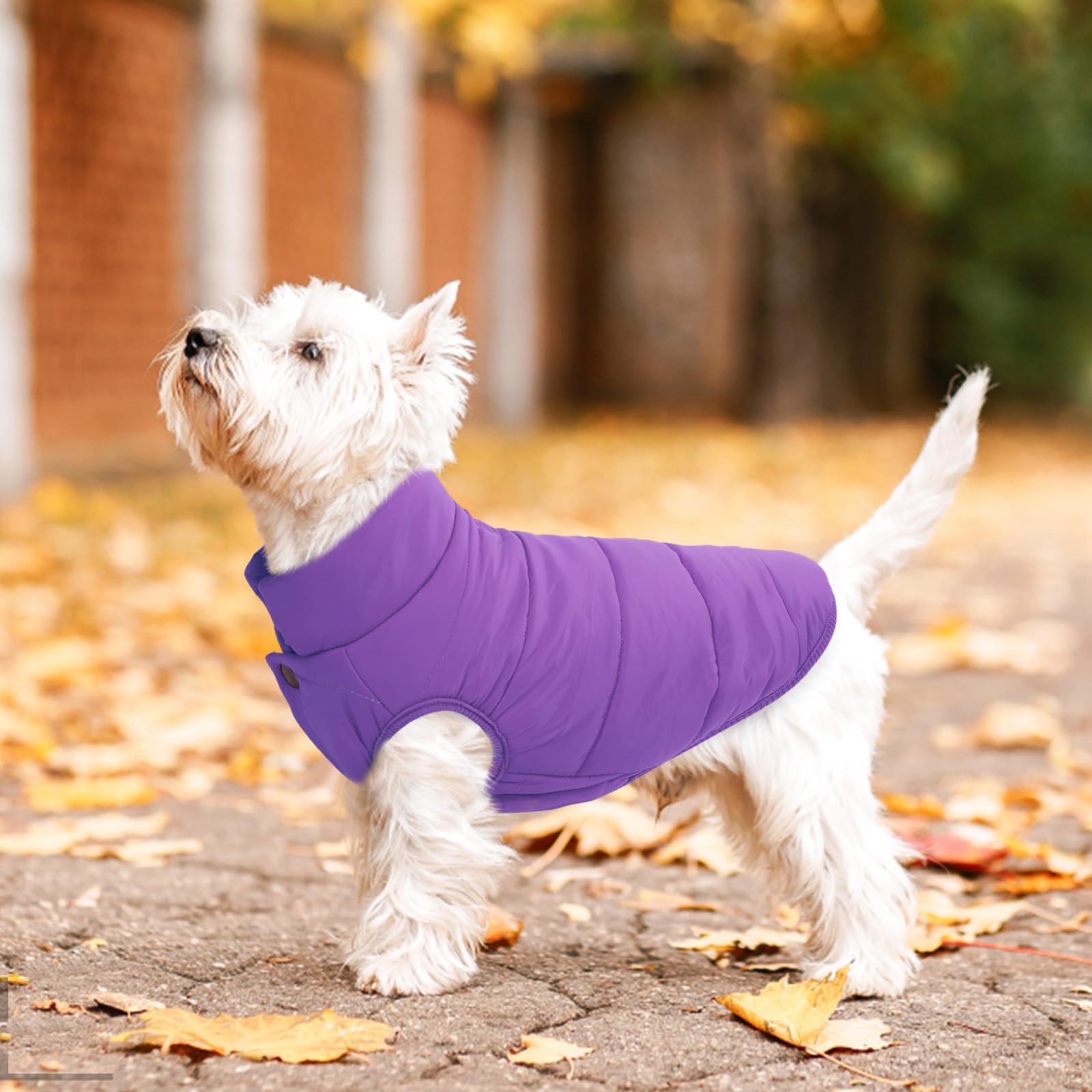 ASENKU Abrigo de invierno para perro, impermeable, resistente al viento, chaleco cálido a prueba de nieve para clima frío, abrigos de nieve ligeros para perros pequeños, medianos y grandes (morado, L)