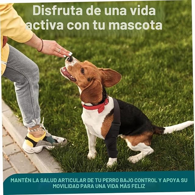 Foto 4 de 7 de QYJLOFMVE Rodillera para Perros, Soporte para Perros Grandes y pequeños Que sufren de ACL, CCL