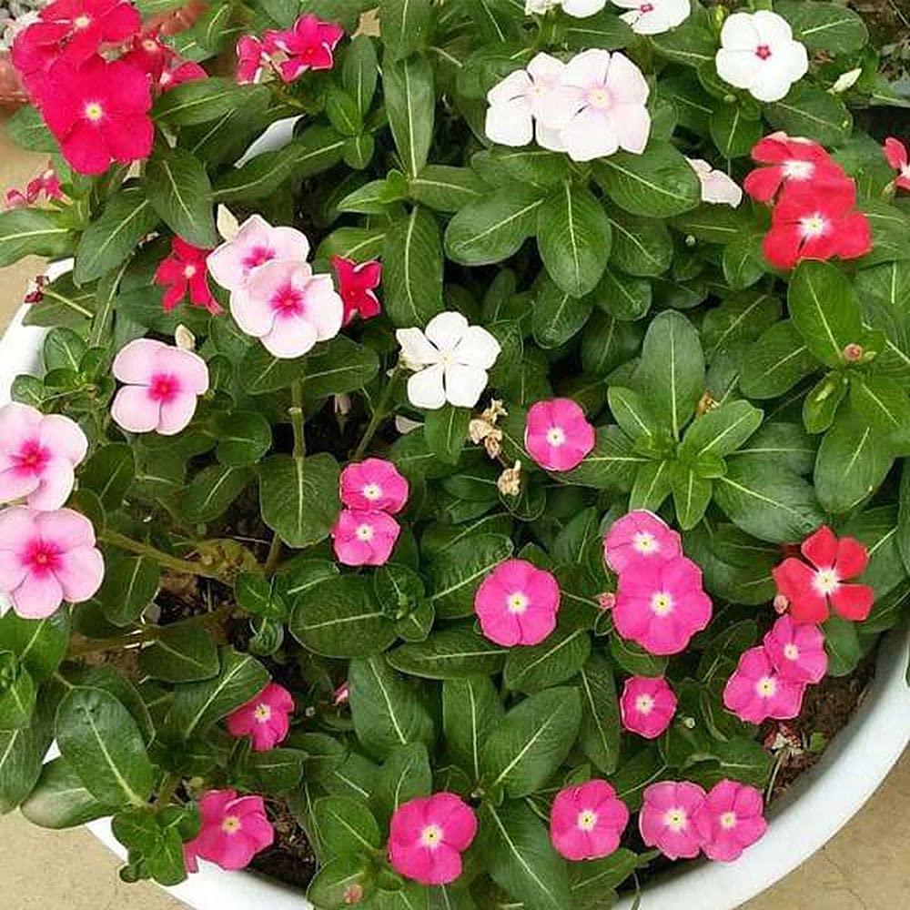 PLANTOGALLERY Flower Seeds | Sadabahar/Vinca Seeds Mixed Color Flower Seeds For Gardening (50 Seeds Pack) (B09B2LRN6B) Amazon Price History, Amazon Price Tracker