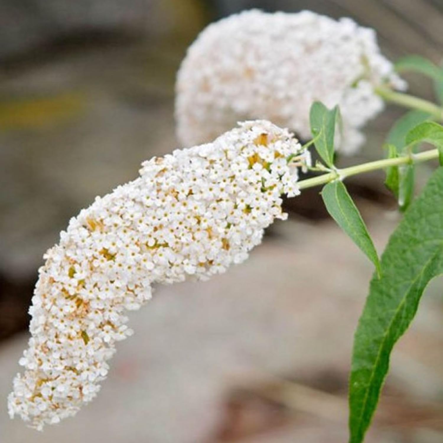 TriStar Plants - Butterfly Bush Black Knight, 1 Gallon Trade Pot - 1'ft Tall - Established Potted Plant, Buddleja - Fast Growing, Attracts Pollinators, Deer Resistant Flowering Shrub