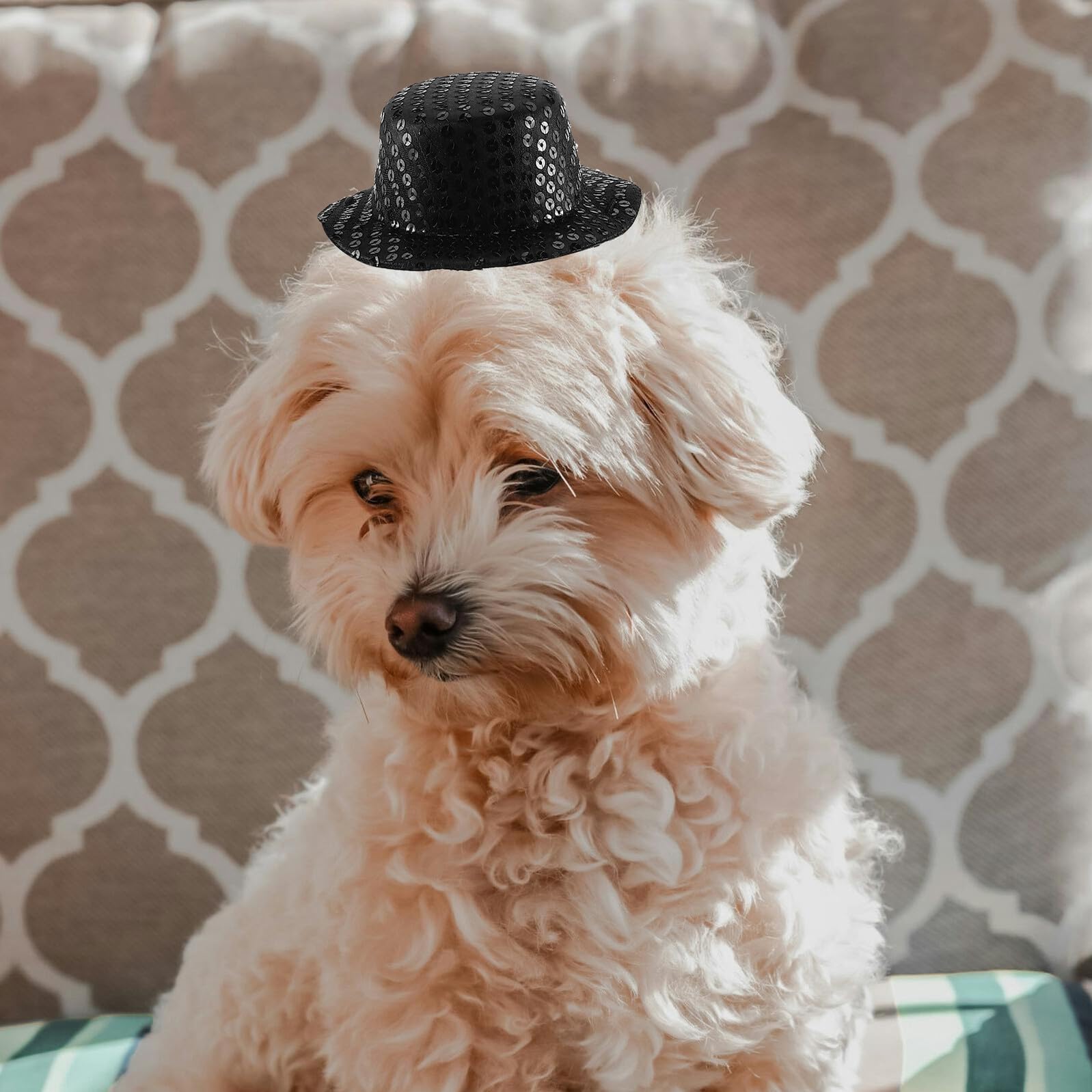 Veemoon Smoking pour Animaux de Compagnie 2 Pièces M Noir Comprenant Chapeau et Bandana, Costume Habillé pour Chiens et Chats, Accessoires de Cérémonie pour Fêtes et Mariages