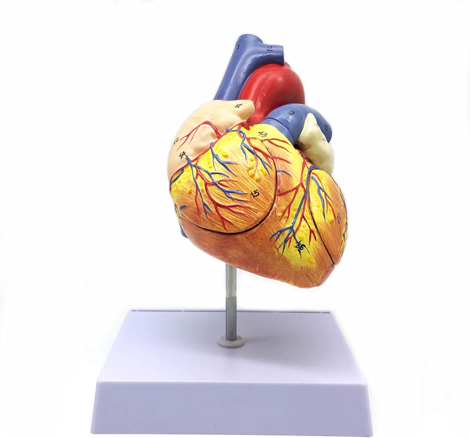 XINDAM 2X Enlarged Human Heart Anatomical Model,Anatomically Accurate Heart Model Human Skeleton Anatomy for Science Classroom Study Display Teaching Medical Model