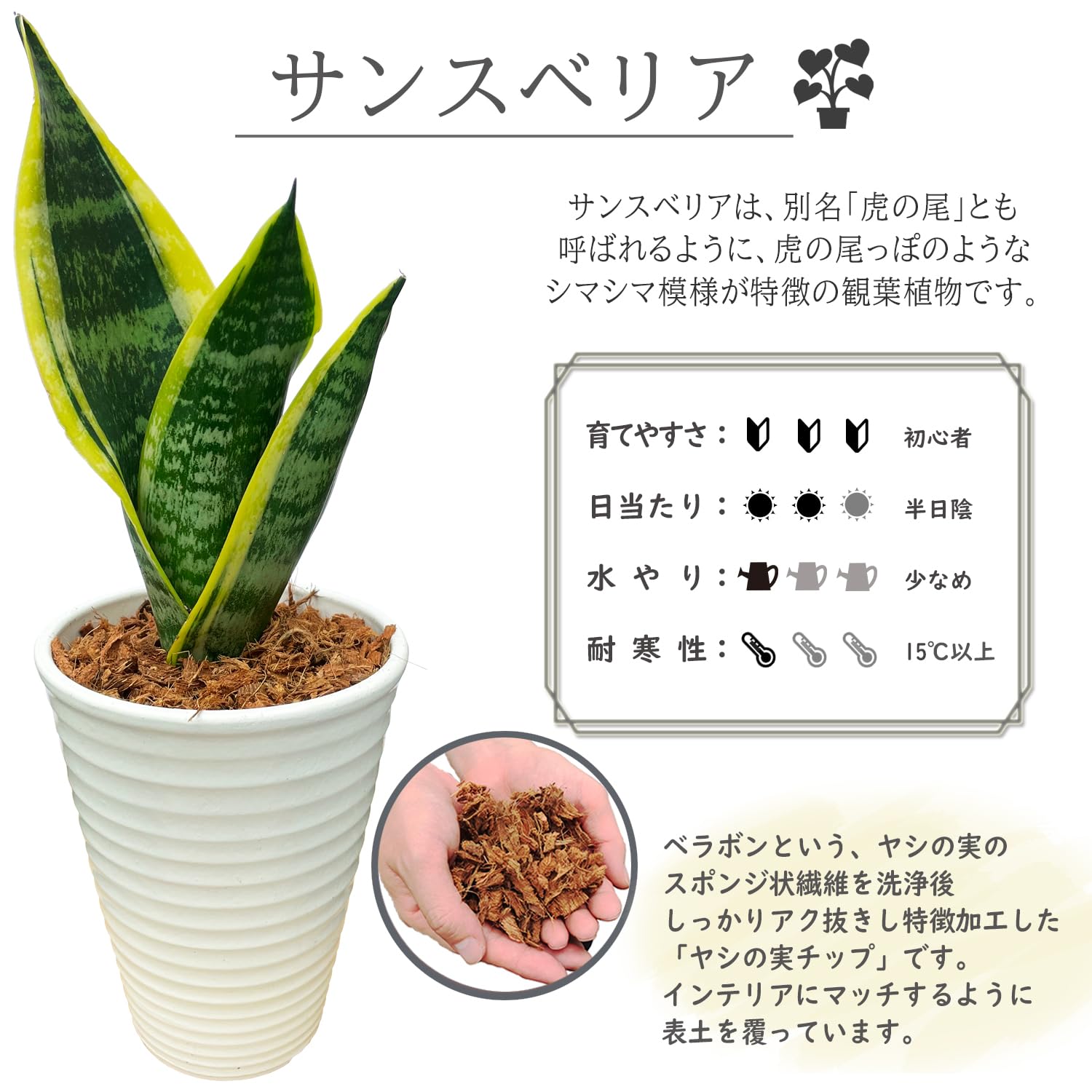 Amazon｜花のギフト社 サンスベリア 観葉植物 本物 ミニ