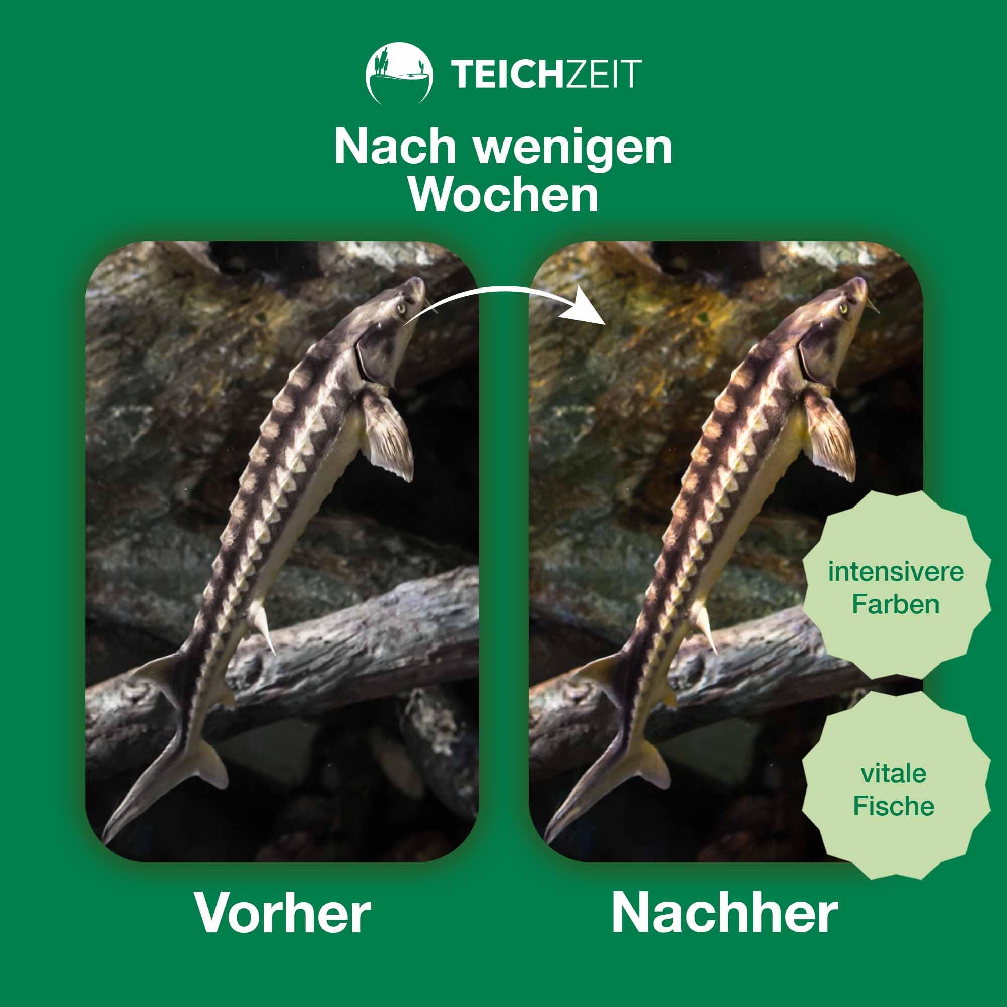Teichzeit Biotop Futter Sink | Fischfutter für Teichfische | sinkendes Teichfutter | Futter für Gartenteich Fische | 3kg