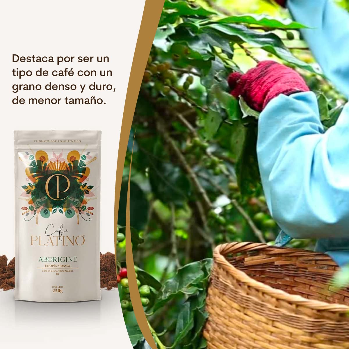 Café Platino Aborigine - Café Molido de Etiopía Sidamo Tostado 250g - 100% Arábica G2
