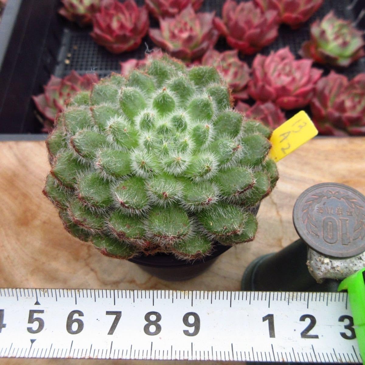 多肉植物　レア　アニー　韓国苗 アニー エケベリア カット苗 | 多肉植物カット苗の通販
