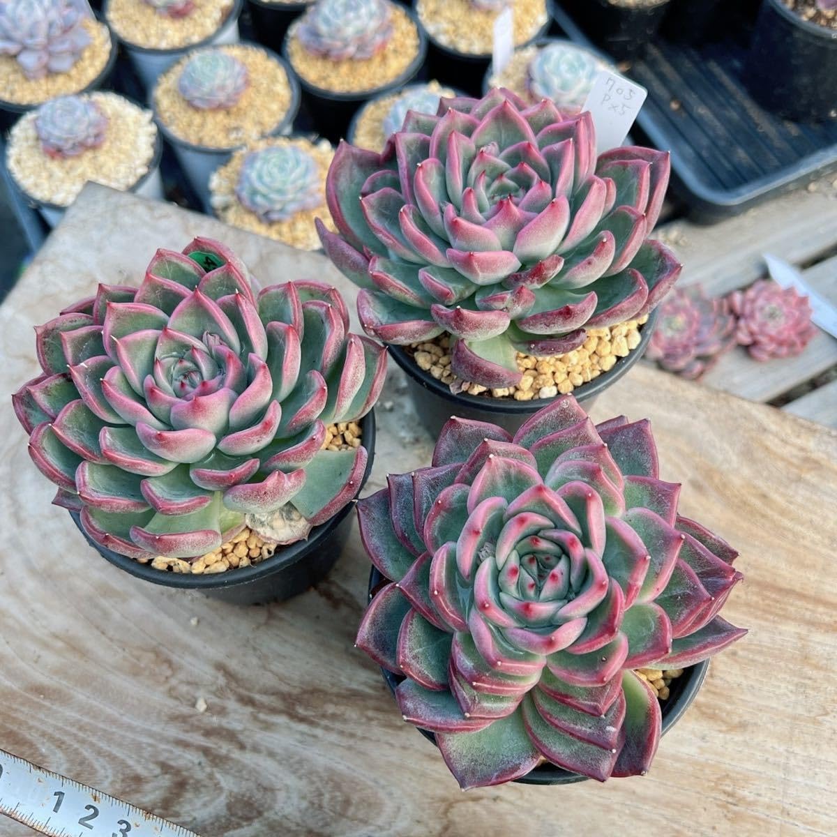 Amazon.co.jp: ！！多肉植物 プラダ 特大 厳選苗 超美苗 705 韓国苗