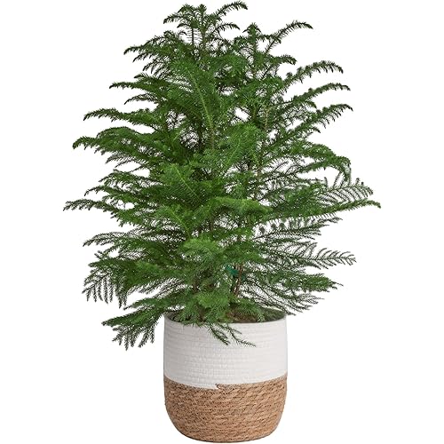 Costa Farms Norfolk Island Pine Live Christmas Tree, House Plant in Decorative Holiday Pot, Easy to Maintain Large Indoor Houseplant, Holidays or Christmas Décor, Decoration, or Gift, 3-4 Feet Tall