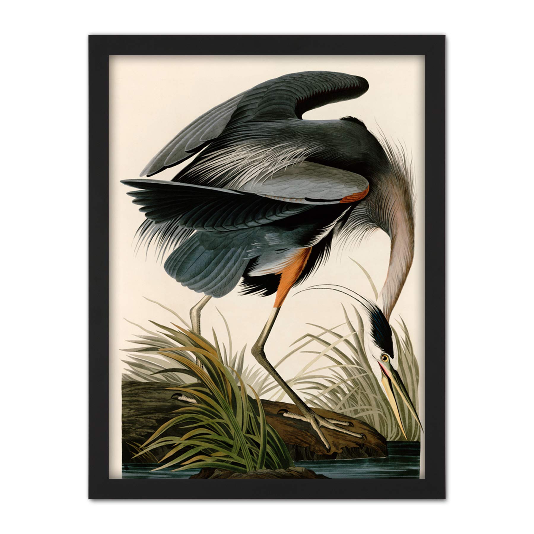 Artery8 Audubon Birds Great Blue Heron Painting Artwork Framed Wall Art Print 18X24 Inch