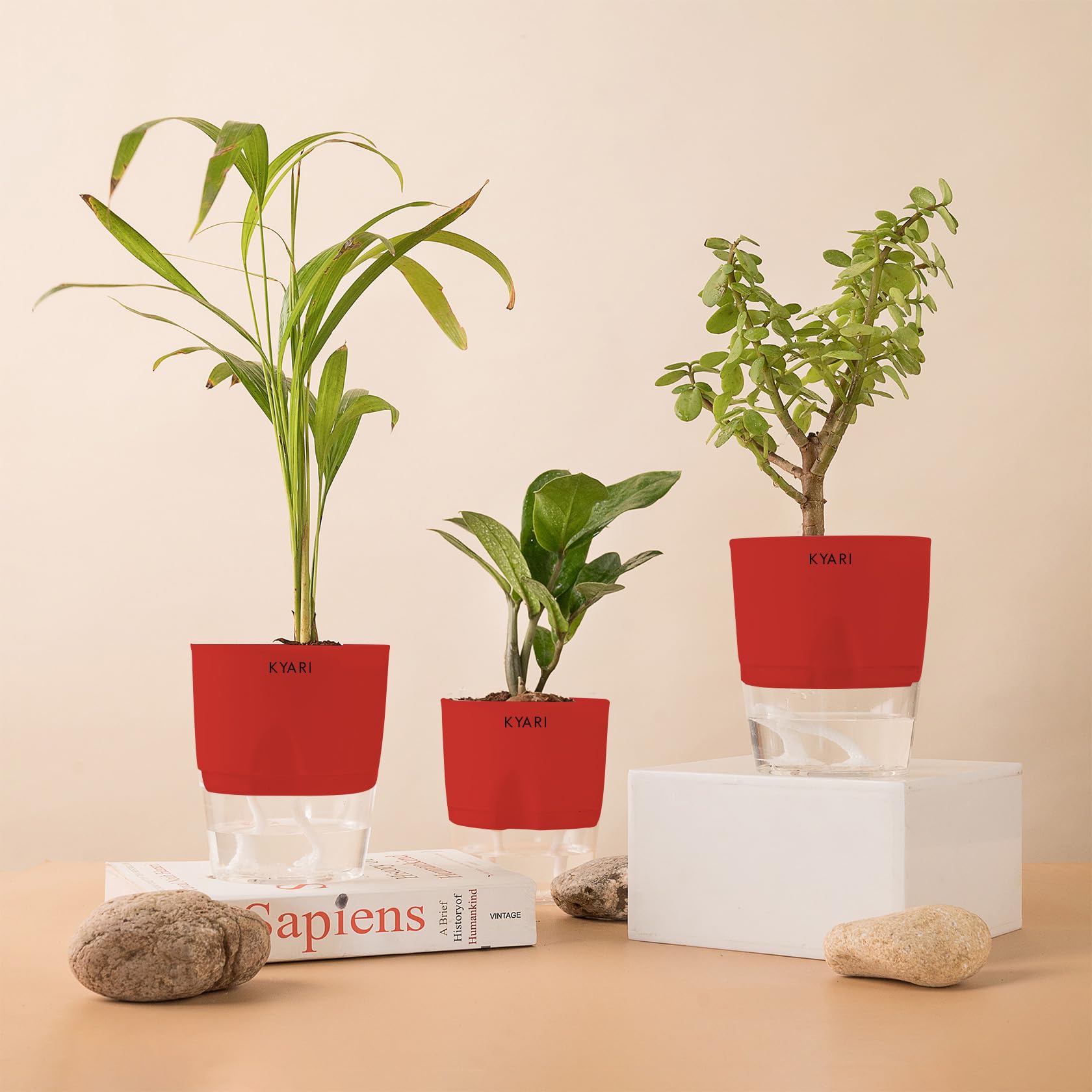 KYARI Radha Tulsi Indoor Plants for Living Room | Live Plants | Plants with Grey Self Watering Pot for Home | Air purifier plants | Plants for Home Decor | Plants for Garden & bedroom (B0D6MPC25M) Amazon Price History, Amazon Price Tracker