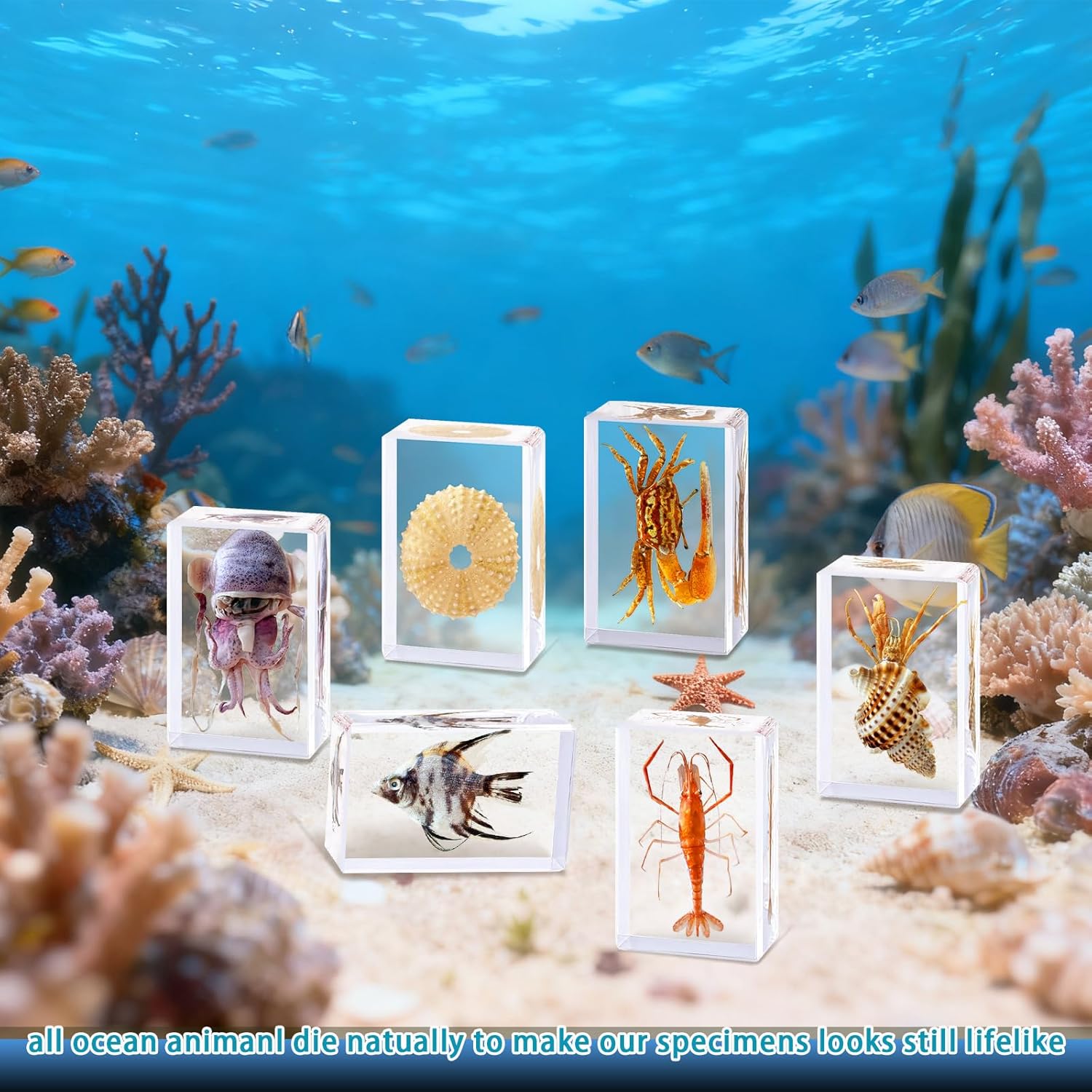 Taxidermy Oceans Animals, Sea Creatures Specimens in Resin for Science Study, Home Decor, Educational Use, Oddity Gifts, Collection (6pcs-Medium Size)