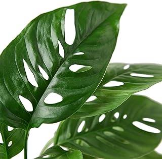 Monstera Adansonii Live Plant in 4" Pot - Exotic Monstera Swiss Cheese Plants - Rare Indoor Live Houseplant - Air Purifying Plant
